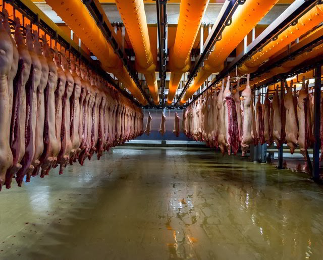 Resultado de imagen de mataderos de cerdos